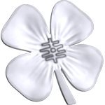 White four-leaf clover